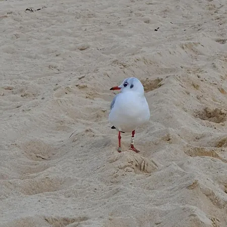 דירה Duhner Ausblick Mit Balkon